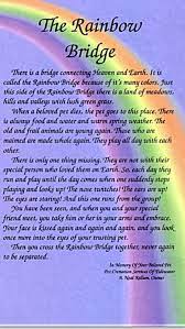 It's been a while since i saw you smile. My 16 Year Old Dalmatian Chipper Just Arrived At The Meadow We Will Cross The Rainbow Bridge T Rainbow Bridge Dog Rainbow Bridge Poem Rainbow Bridge Dog Poem