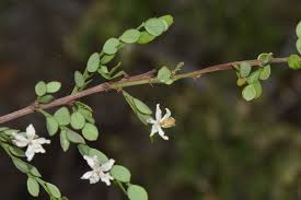 Image result for Phyllanthus macranthus