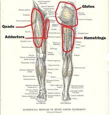 As a result the physician will be able to provide you with exact medication based on the report and thus, you will be to get rid of the pain at the earliest. Main Muscle Groups Of The Squat Labelled Jones And Shepard 2005 Leg Muscles Diagram Leg Muscles Leg Muscles Anatomy