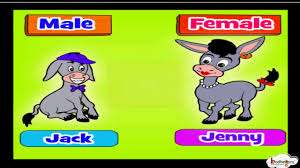 If they don't fancy a car trip to pick up their children from school, the fossett family simply hop on one of their six camels. Let S Learn Gender Words Masculine And Feminine Forms Grammar For Kids English Youtube