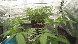 Rest intervals can be anywhere from 30 seconds to 5 minutes. Lst Time Lapse Cannabis Timelapse Veg Week 2 Low Stress Training Youtube