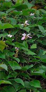 Image result for Canavalia cathartica