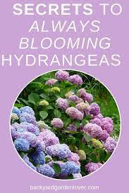 How To Care For Hydrangeas The Ultimate Guide To Stunning Hydrangea Flowers Hydrangea Care Planting Hydrangeas Hydrangea Not Blooming