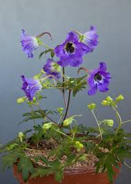 Image result for Dierama parviflorum