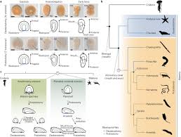 Image result for Meiosperma debile