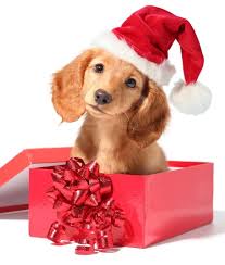Deciding to give a puppy as a gift download article. Dogs Christmas Dog Gykzni Clipart Dogue