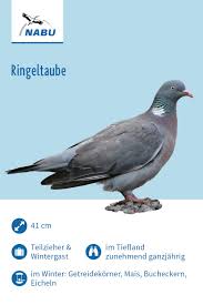 Die Ringeltaube Vogel Im Garten Taube Einheimische Vogel