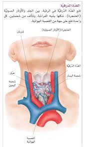 صحى ومفيد للغده الصماء والسكر posts facebook
