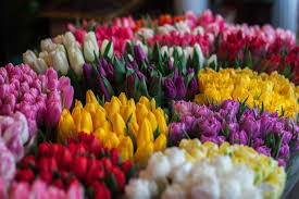 Here, we display some of the best tulip wedding bouquets that we've come across, and point out how they've been used. 6 Tulip Wedding Bouquets For Spring Uaeflowers