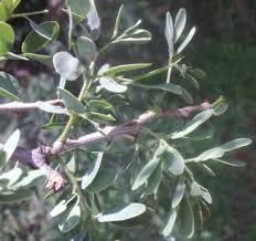 Image result for Acacia mellifera