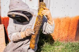 Meter boxes and values boxes can become a dangerous stronghold where bees can hide away. Live Bee Removal Free Estimate 16 Years Experience Bee Rescue