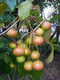 Image result for Vernicia