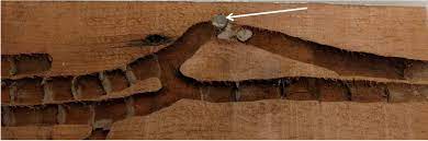 They generally only become a nuisance when they make their nests inside wood siding, fascia boards, wooden patio furniture, along privacy fencing, the undersides of decking, children's swing sets, and other attractive wooden structures. Carpenter Bees Ohioline