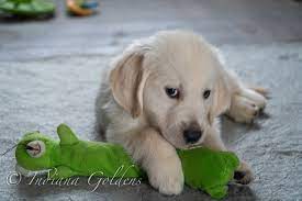 This is the price you can expect to pay for the english golden retriever breed without breeding rights. Indiana Goldens English Cream Golden Retriever Indiana Goldens