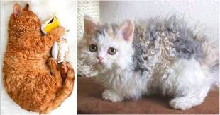 It seems like curly fur is a trait that can be caused by a single dominant mutation, and we like the way it looks. People Are Obsessing Over These Cute Curly Haired Cats