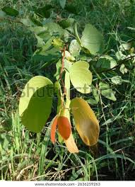 Image result for Colophospermum