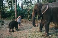 Ethical Elephant Experience in Thailand: The Chai Lai Orchid - Bon ...