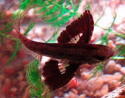 Pin On Fishies