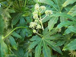 Image result for Araliaceae
