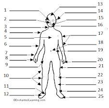 Kidneys, liver, spleen, pancreas, heart, lungs, brain, intestines German Body Parts Diagram Quizlet