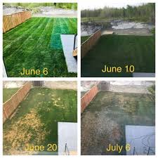 Maybe you would like to learn more about one of these? New Sod Dying Fast Yr 2 Helpfulgardener Com