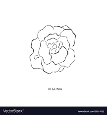 Hand Drawn Begonia Flower Plant Design Elements Vector Image