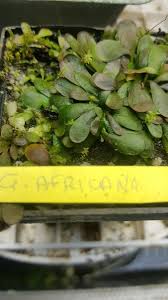 Image result for Genlisea africana