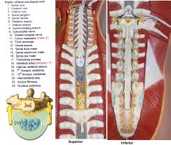 Shop our human torso model today! Ap 1 Classroom Models