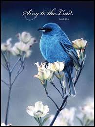 Bird Bird Bird Is The Word Song Pin By Dianne Giggey On Bible Beautiful Birds Blue Bird Birds