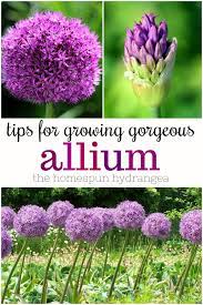 How To Grow Allium In Your Garden The Homespun Hydrangea Allium Flowers Garden Bulbs Allium