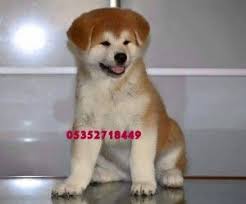 Akita Inu 16 Akita Kopek Hayvan