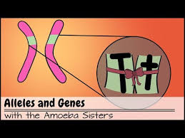 Biomagnification and the trouble with toxins. Molecular Genetics Overview Ck 12 Foundation