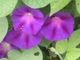 Image result for Ipomoea venosa