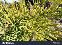 Image result for Sarcocornia perennis
