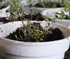 The two plants are about 3 years old. Growing Thyme From Seed It S My Sustainable Life