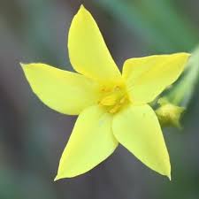 Image result for Psammotropha myriantha