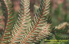 Image result for Vahadenia