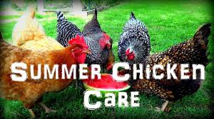 Chickens are known to take care of your household leftovers, but there are certain foods that they should not eat, such as citrus fruits and their peels, bones, garlic, onion, spoiled meat, avocado pits and skins, long cut grasses, raw potato skin, chocolate, daffodils and morning glories.although chickens themselves know what is good for them and what not, it is wiser to keep an eye too. Caring For Chickens In The Extreme Summer Heat Youtube