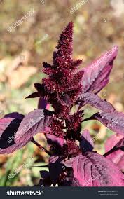 Image result for Amaranthus cruentus