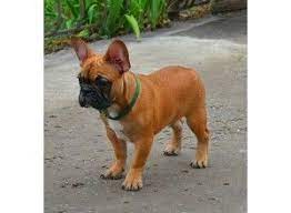 December 20, 2018 by shannon cutts 1 the french bulldog mixes you meet in this article have all been deliberately cross bred to produce if you are seeking a puppy with a very specific appearance, coat type or personality, the. French Bulldog Pug Mix Puppies For Sale In Michigan Pets Lovers