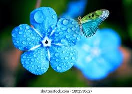 Hd Pic High Res Stock Images | Shutterstock