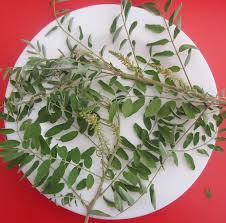 Image result for Indigofera drepanocarpa
