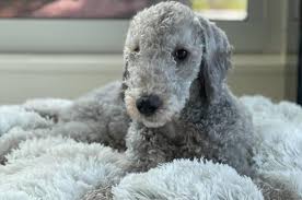 It does not bark very often. The Bedlington Terrier Affectionate Energetic Loyal Dog Breed K9 Web