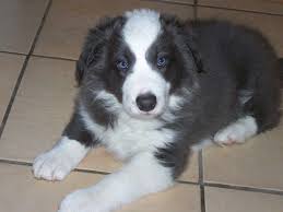 All Black Border Collie Puppy For Sale Blue Border Collie Puppy Border Collie Welpen Australische Schaferhunde Australian Shepherds