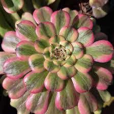 Image result for x Ruttyruspolia 'Phyllis van Heerden'