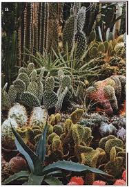 Botanical gardens | san francisco succulent & cactus society. Opuntia Index Part 6 M O