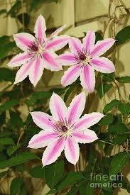 They are stunning when used alone, creating major focal impact. Nelly Moser Clematis Vine Photograph By Debbie Green