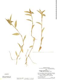 Image result for Commelina diffusa