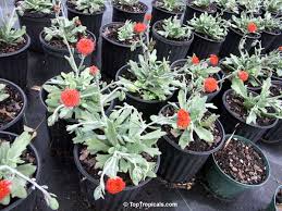 Image result for Kleinia fulgens