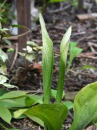 Image result for Kořenokvětka Aspidistra